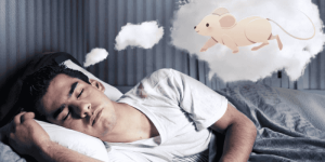 Luận Giải Giấc Mơ Thấy Chuột: Điềm Báo Tốt Xấu & Con Số May Mắn