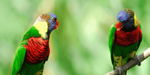 Mơ Thấy Vẹt: Luận Giải Điềm Báo Tương Lai & Con Số Phát Tài