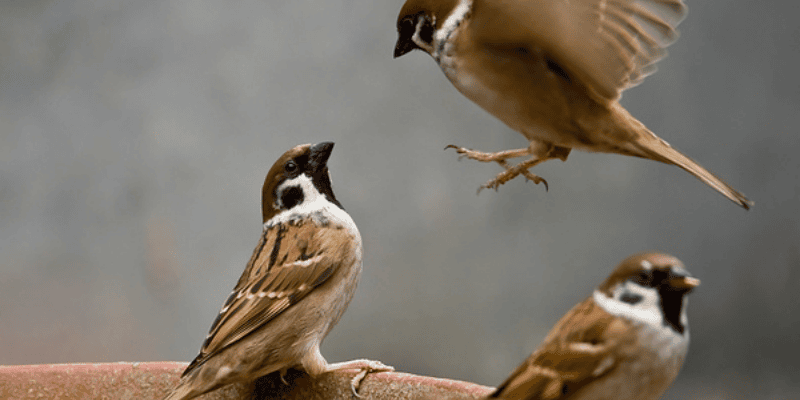 Điềm báo trong giấc mơ thấy chim sẻ