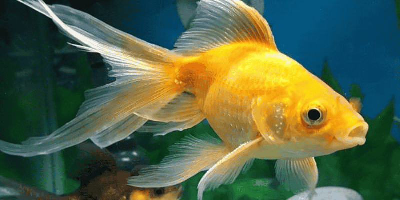 Giải nghĩa về điềm tốt xấu khi mơ thấy cá vàng