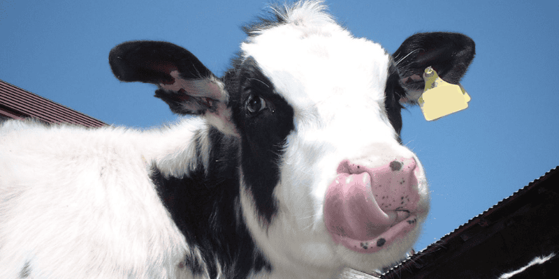 Hình ảnh bò sữa qua góc độ tâm lý học