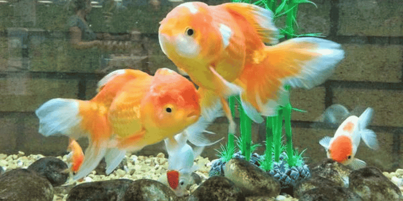 Khám phá đa góc nhìn về giấc mộng thấy cá vàng