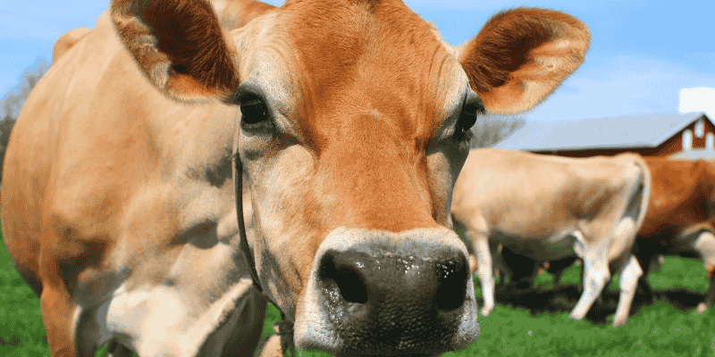 Ý nghĩa tổng quan khi mơ thấy bò