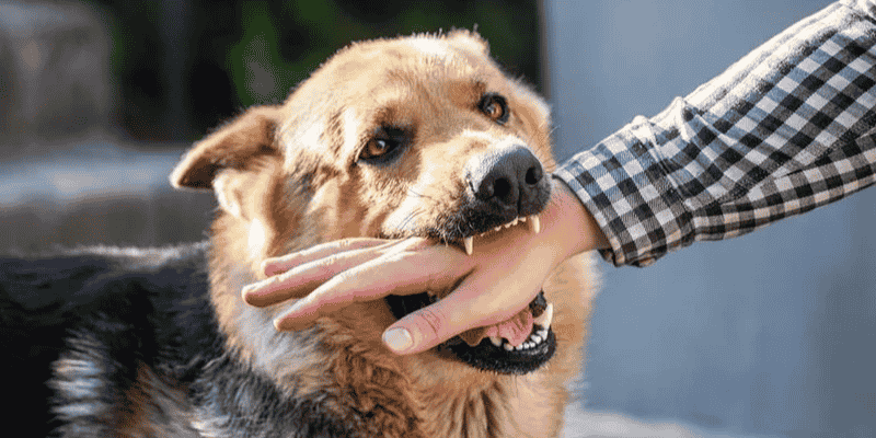 Phân tích cụ thể từng trường hợp mơ thấy chó thường gặp