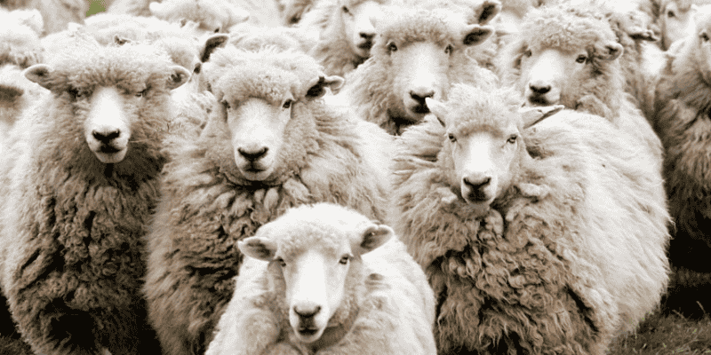 Chi tiết về các tầng nghĩa sâu xa khi chiêm bao thấy cừu