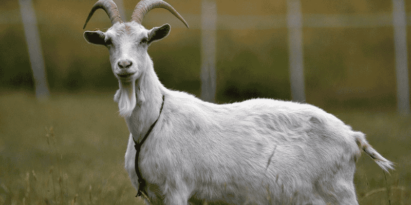 Giải đáp về điềm báo khi mơ thấy dê