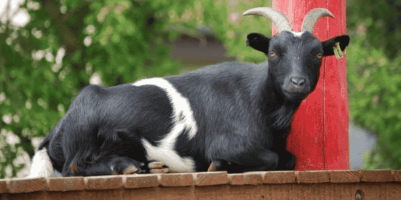 Cách hoá giải khi chiêm bao thấy điềm xấu