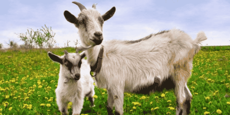 Ý nghĩa sâu xa trong từng giấc mơ thấy dê thường gặp