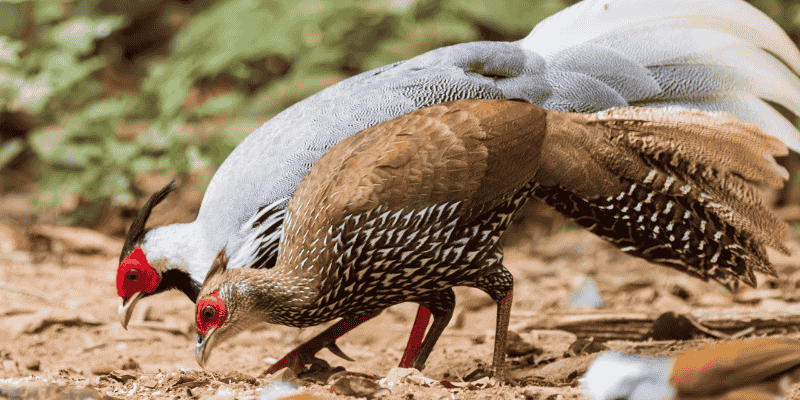 Phân tích các góc nhìn chuyên sâu về hình ảnh gà