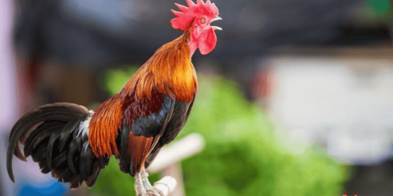 Khám phá ý nghĩa giấc mơ thấy gà