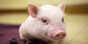 Giải Mã Nằm Mơ Thấy Heo: Điềm Báo Tài Lộc Hay Dấu Hiệu Tai Ương?