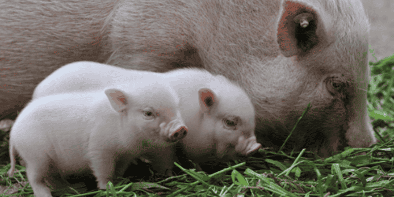 Giải mã chi tiết đa góc nhìn