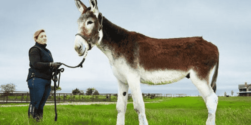 Những việc cần làm để loại bỏ xui xẻo