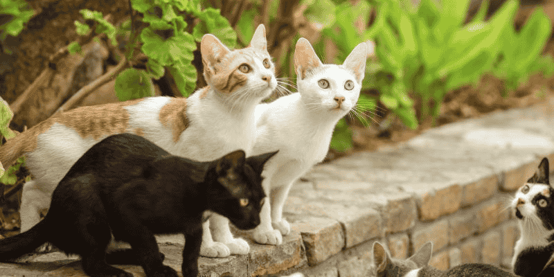 Biểu tượng đại diện cho hình ảnh mèo trong mơ