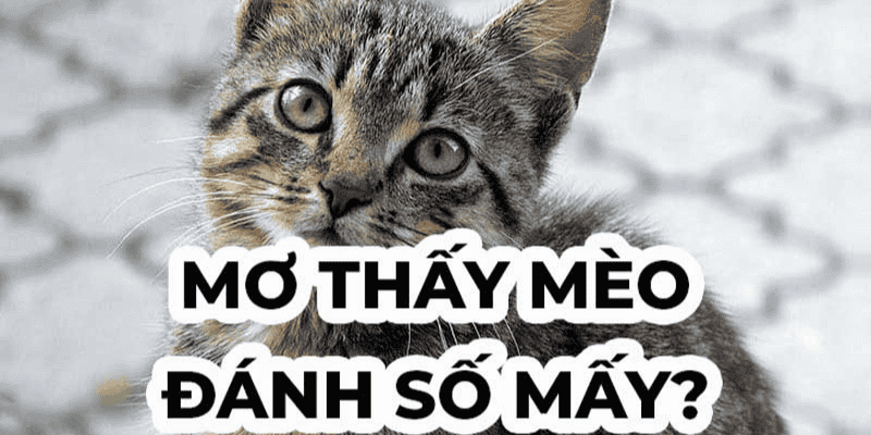 Luận giải con số may mắn khi chiêm bao thấy mèo