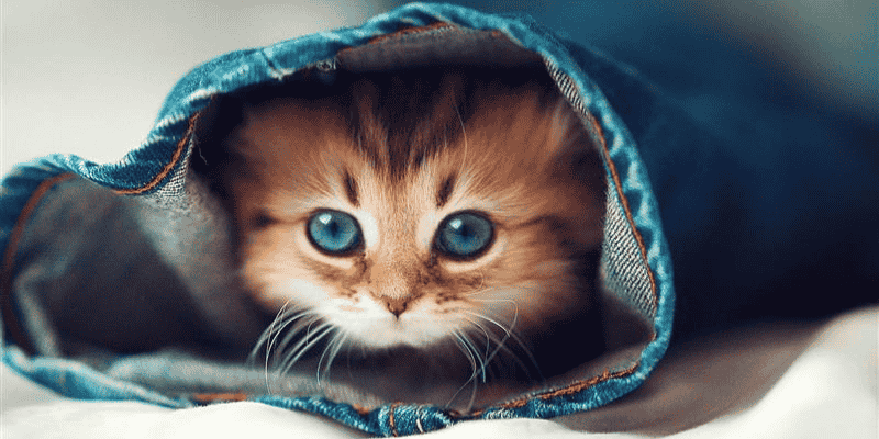 Phân tích chi tiết giấc mơ thấy mèo