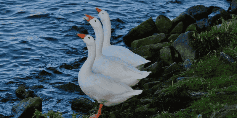 Sự khác biệt của hình ảnh ngỗng trong mơ