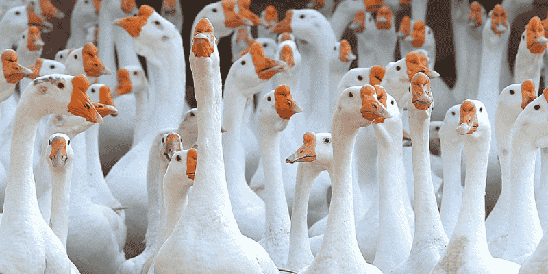 Những tình huống mơ thấy ngỗng thường gặp nhất