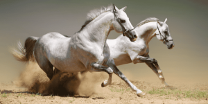 Giải Mã Toàn Tập Giấc Mơ Thấy Ngựa: Báo Hiệu Vận May Hay Điềm Rủi?