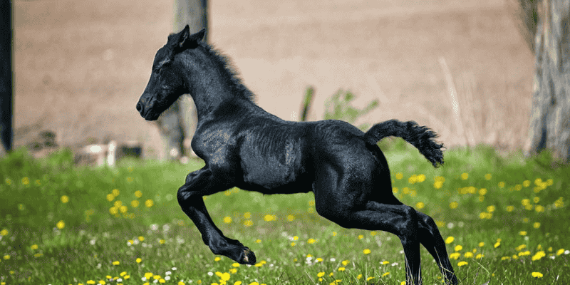 Những điềm báo khi mơ thấy ngựa