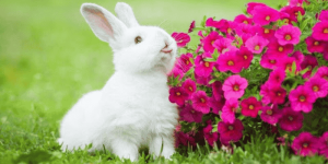 Giải Mã Toàn Tập Giấc Mơ Thấy Thỏ: Điềm Báo Cát Hung & Con Số Tài Lộc