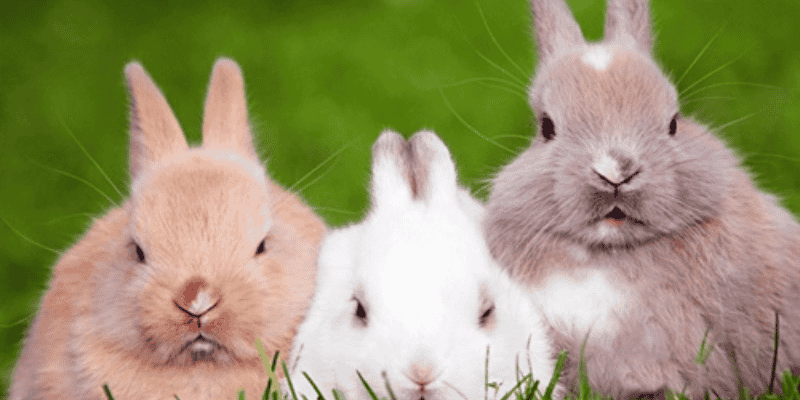 Phân tích góc nhìn chuyên sâu về giấc mơ