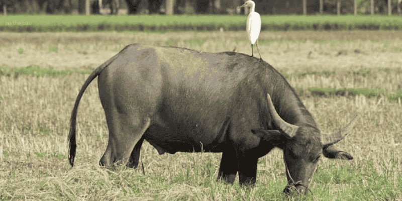 Những con số may mắn theo từng tình huống trong mơ