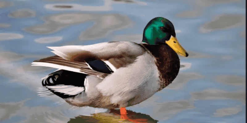 Luận giải con số may mắn tương ứng với hình ảnh vịt trong mơ