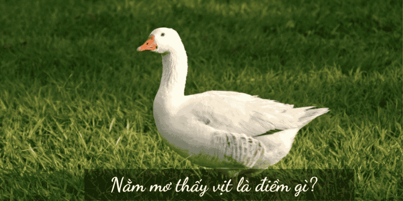 Phân tích điềm báo khi mơ thấy vịt