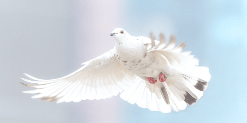 Những giấc mơ thường gặp kèm ý nghĩa tương ứng