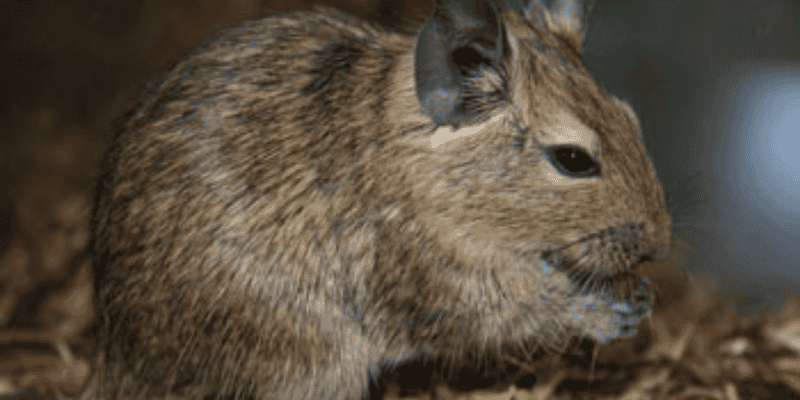 Phân tích con số may mắn theo giấc mơ