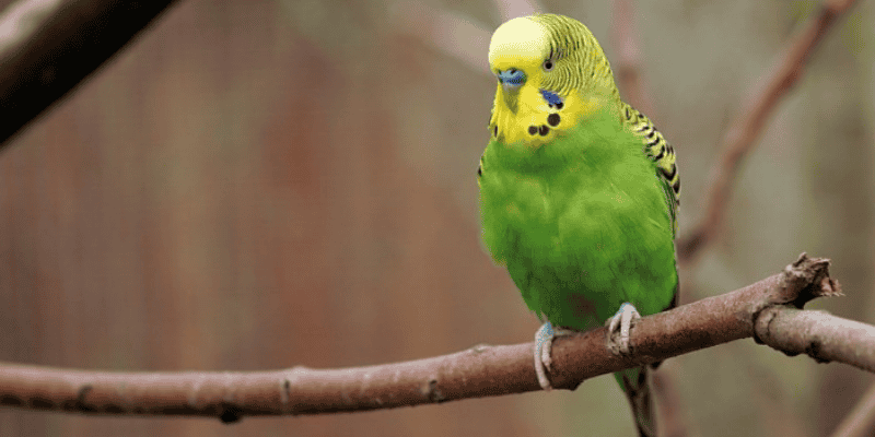 Ý nghĩa biểu tượng chung khi mơ thấy vẹt