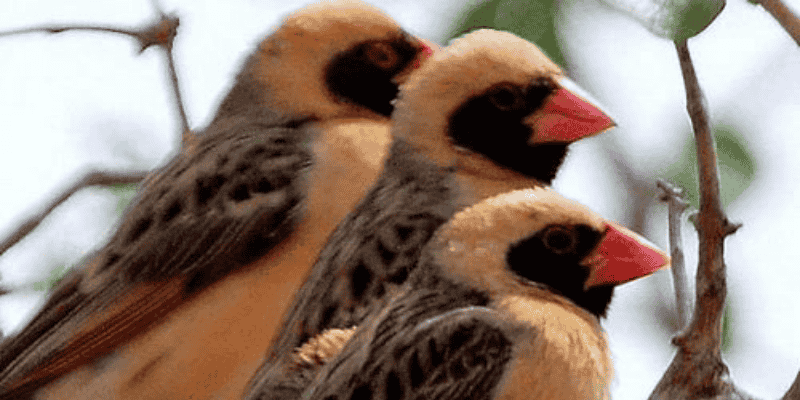 Ý nghĩa biểu tượng may mắn của chim sẻ