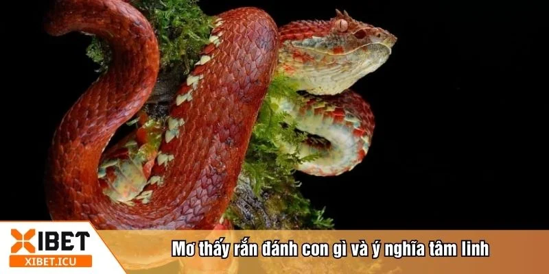 Mơ thấy rắn đánh con gì luôn khiến nhiều người tò mò