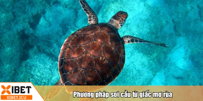 Phương pháp soi cầu từ giấc mơ rùa
